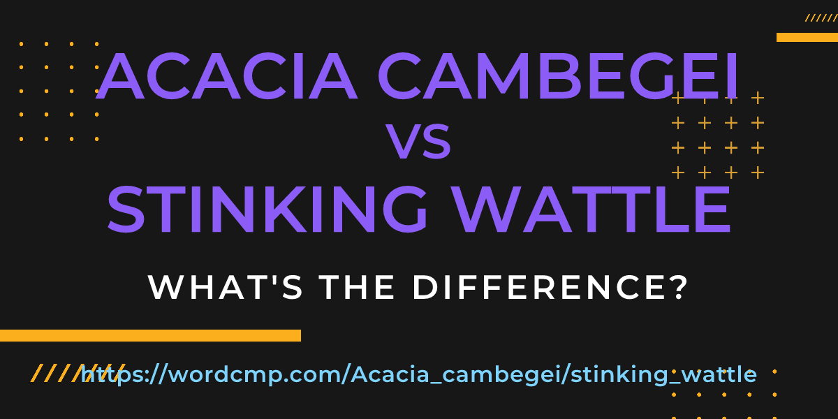 Difference between Acacia cambegei and stinking wattle