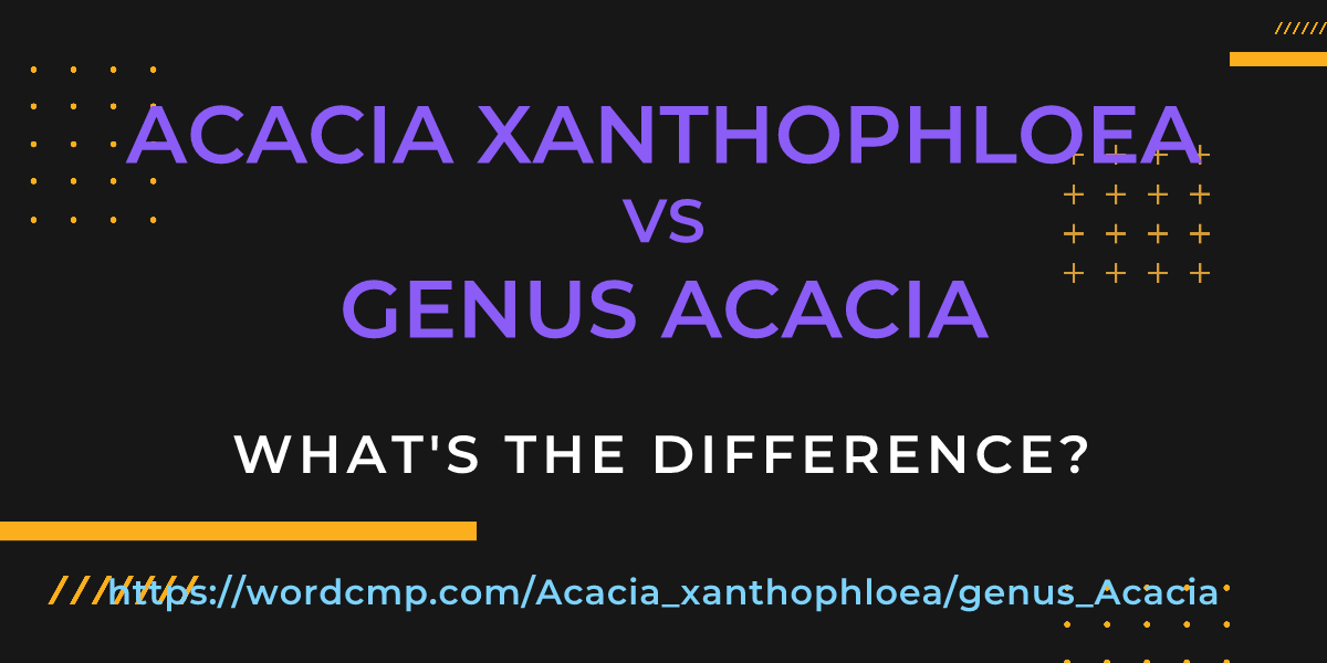Difference between Acacia xanthophloea and genus Acacia