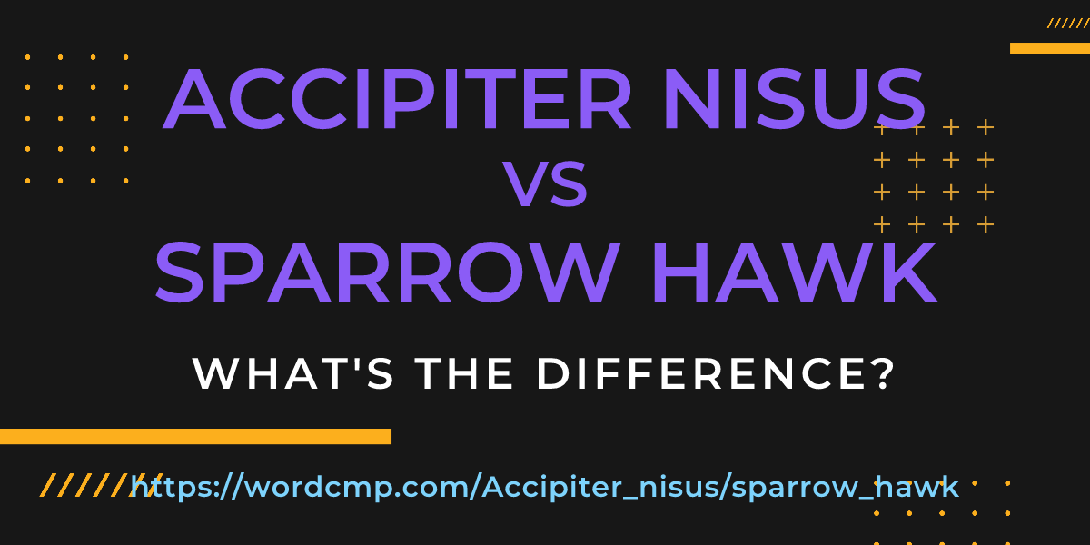 Difference between Accipiter nisus and sparrow hawk