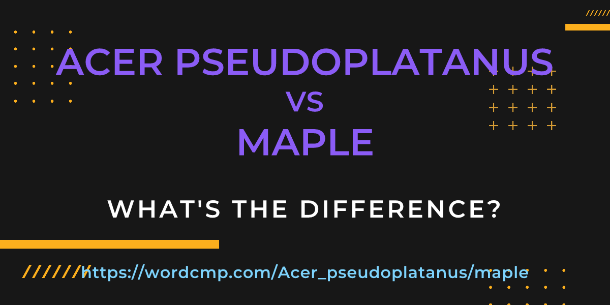 Difference between Acer pseudoplatanus and maple
