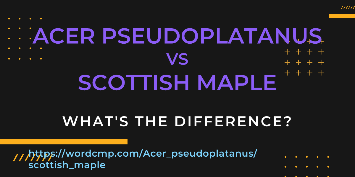 Difference between Acer pseudoplatanus and scottish maple