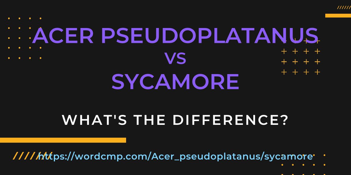 Difference between Acer pseudoplatanus and sycamore