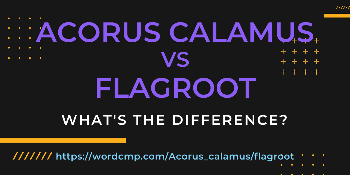 Difference between Acorus calamus and flagroot