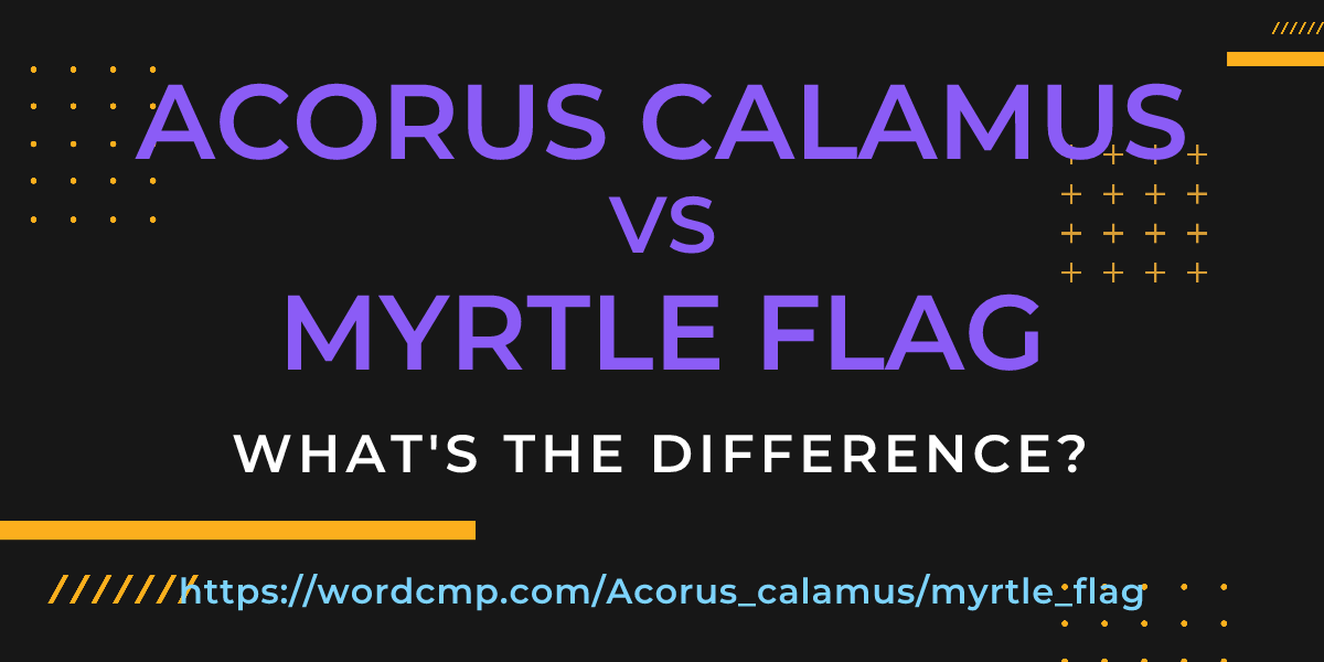 Difference between Acorus calamus and myrtle flag