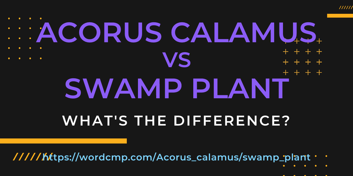 Difference between Acorus calamus and swamp plant