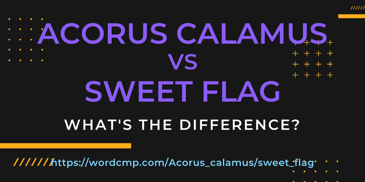 Difference between Acorus calamus and sweet flag