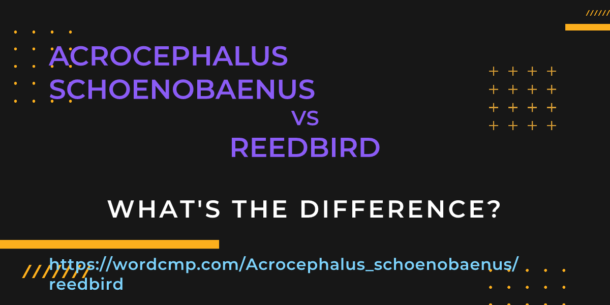 Difference between Acrocephalus schoenobaenus and reedbird