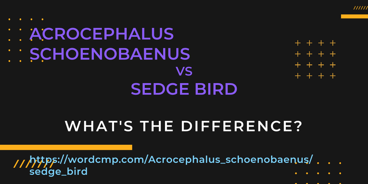Difference between Acrocephalus schoenobaenus and sedge bird