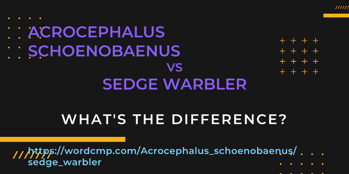Difference between Acrocephalus schoenobaenus and sedge warbler