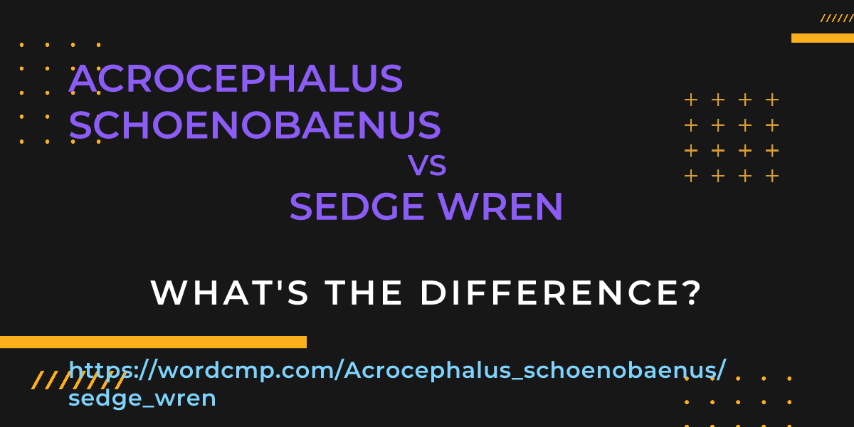 Difference between Acrocephalus schoenobaenus and sedge wren