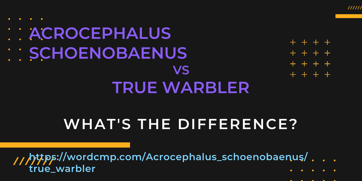 Difference between Acrocephalus schoenobaenus and true warbler