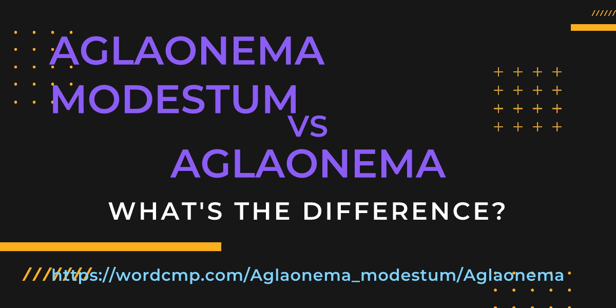 Difference between Aglaonema modestum and Aglaonema