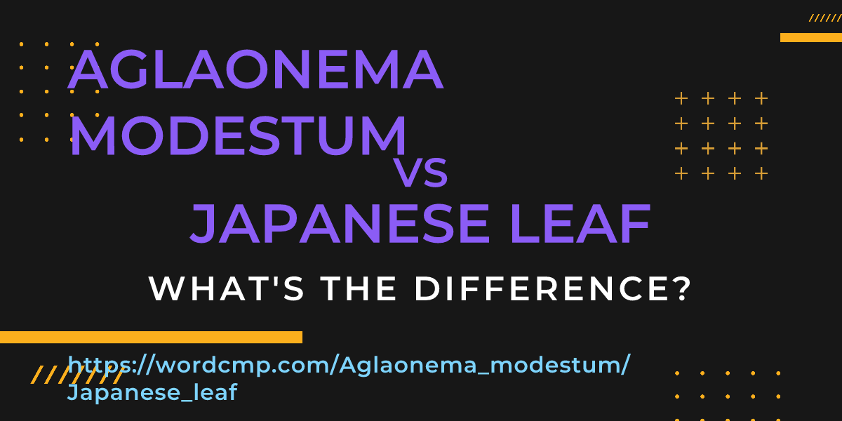 Difference between Aglaonema modestum and Japanese leaf