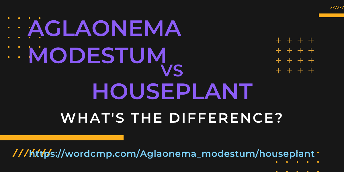 Difference between Aglaonema modestum and houseplant