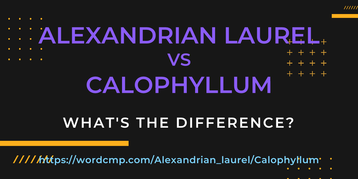 Difference between Alexandrian laurel and Calophyllum