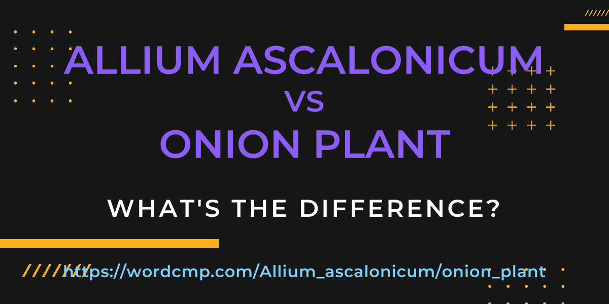 Difference between Allium ascalonicum and onion plant