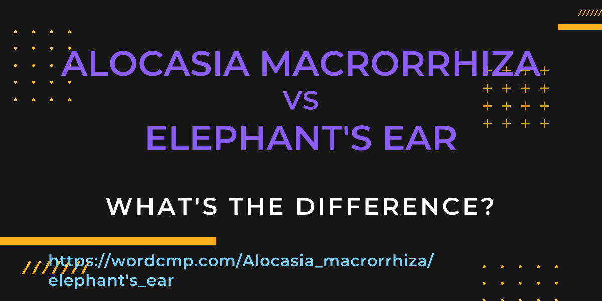 Difference between Alocasia macrorrhiza and elephant's ear