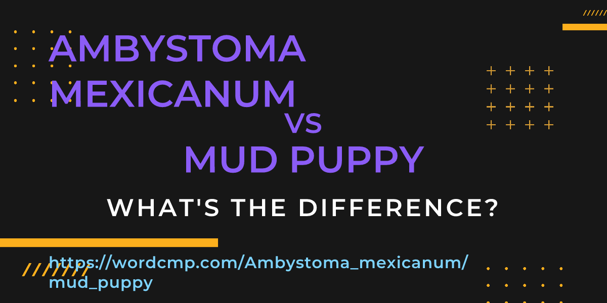 Difference between Ambystoma mexicanum and mud puppy