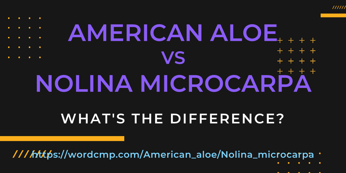 Difference between American aloe and Nolina microcarpa