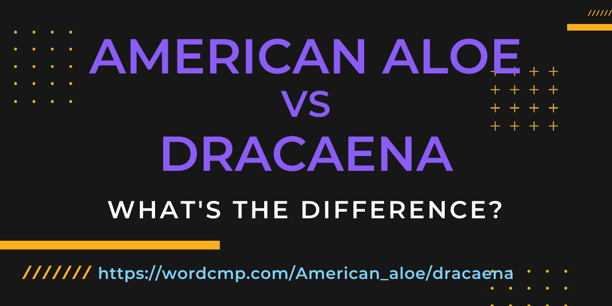 Difference between American aloe and dracaena