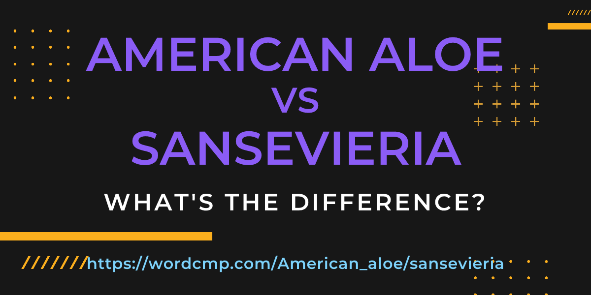 Difference between American aloe and sansevieria