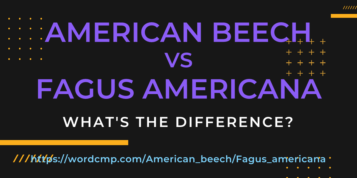 Difference between American beech and Fagus americana