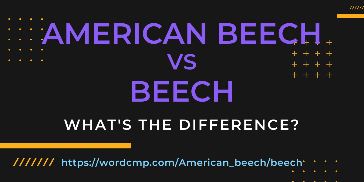 Difference between American beech and beech