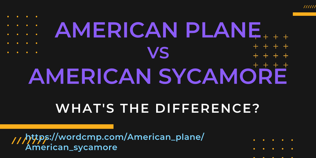 Difference between American plane and American sycamore