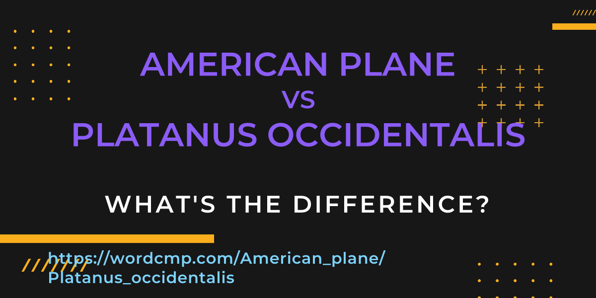 Difference between American plane and Platanus occidentalis