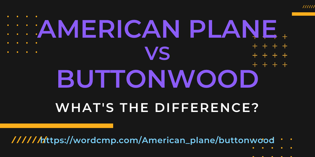 Difference between American plane and buttonwood
