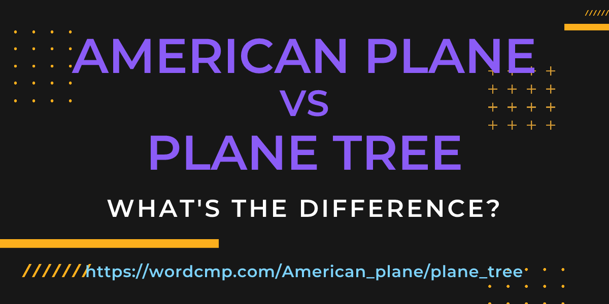 Difference between American plane and plane tree