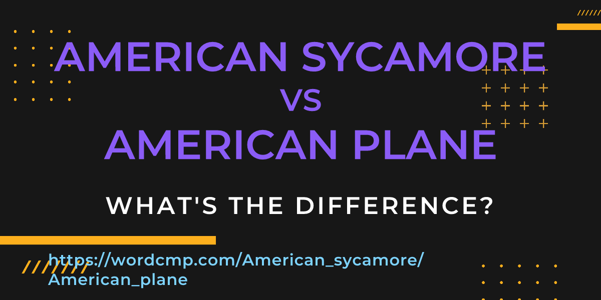Difference between American sycamore and American plane