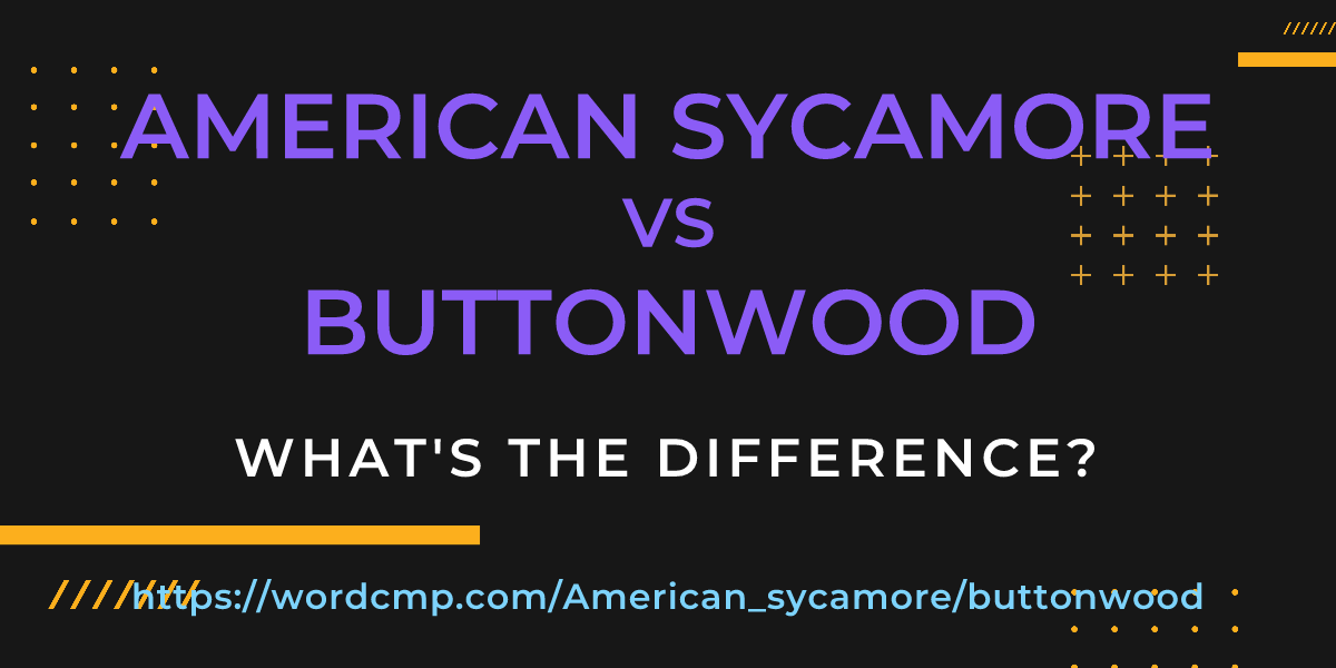 Difference between American sycamore and buttonwood