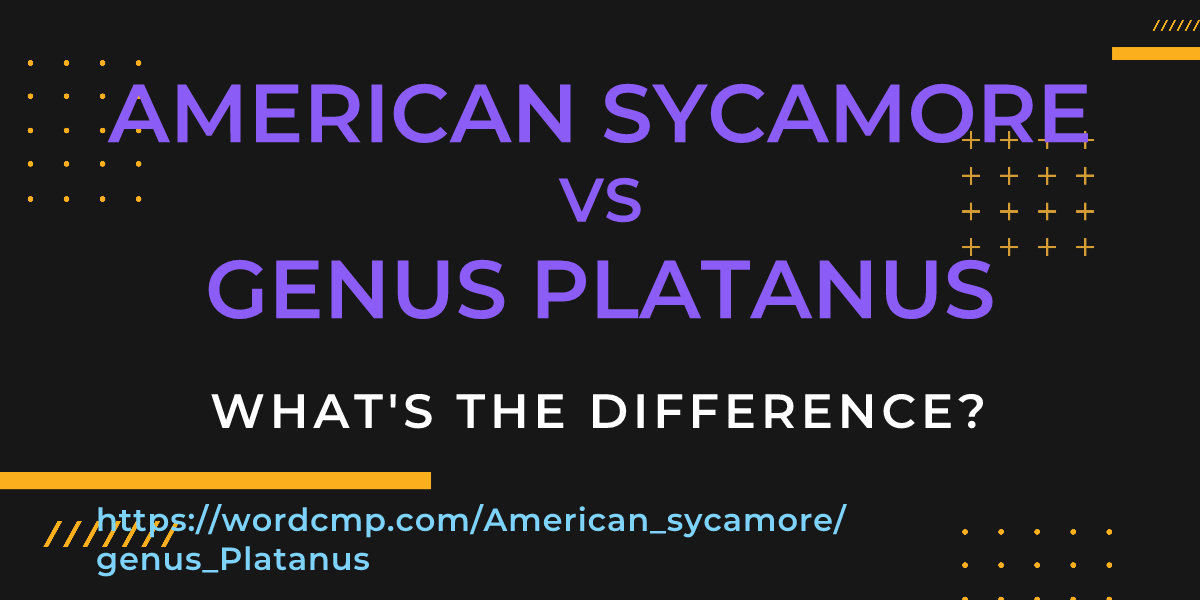 Difference between American sycamore and genus Platanus