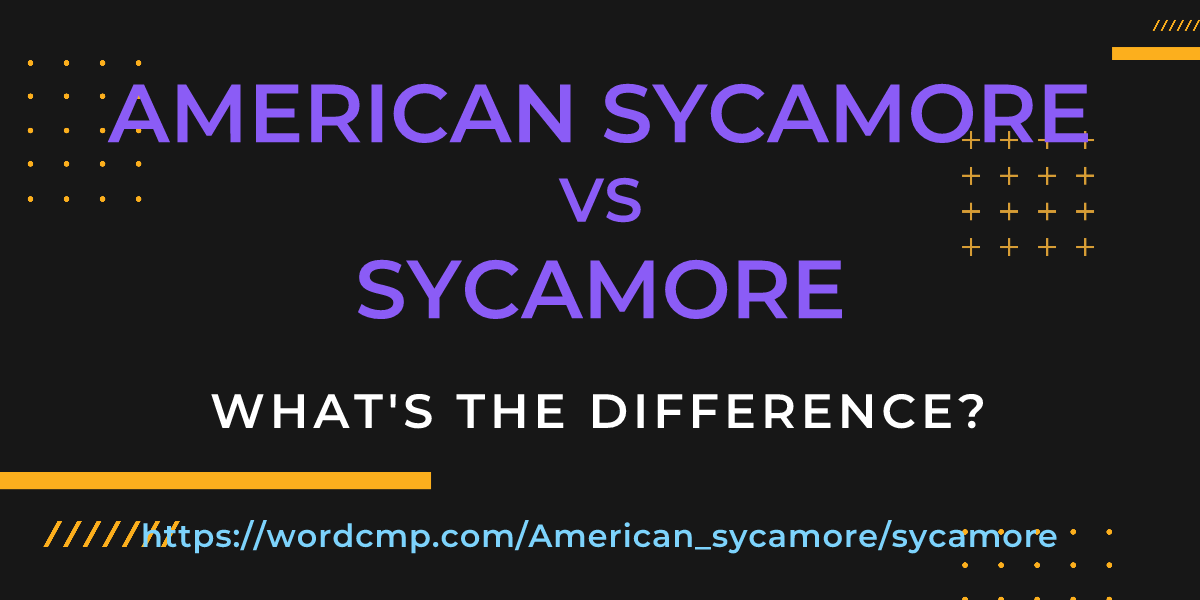 Difference between American sycamore and sycamore