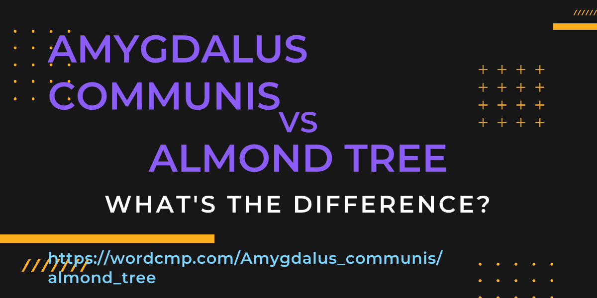 Difference between Amygdalus communis and almond tree