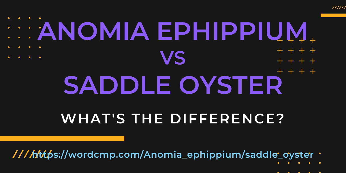 Difference between Anomia ephippium and saddle oyster