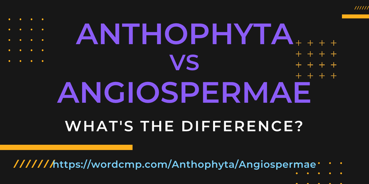 Difference between Anthophyta and Angiospermae