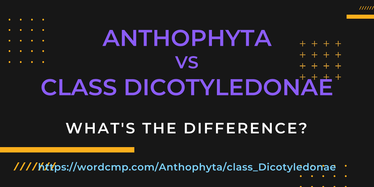 Difference between Anthophyta and class Dicotyledonae