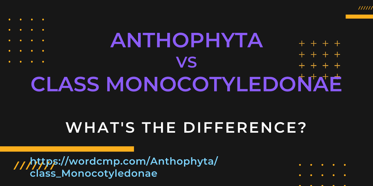 Difference between Anthophyta and class Monocotyledonae