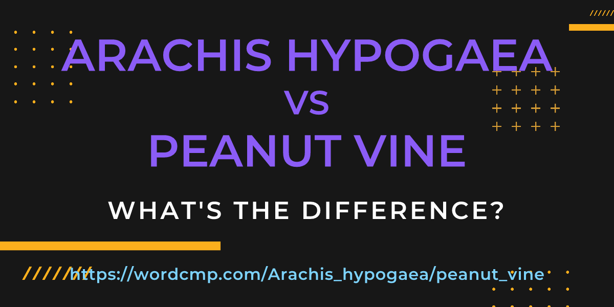 Difference between Arachis hypogaea and peanut vine