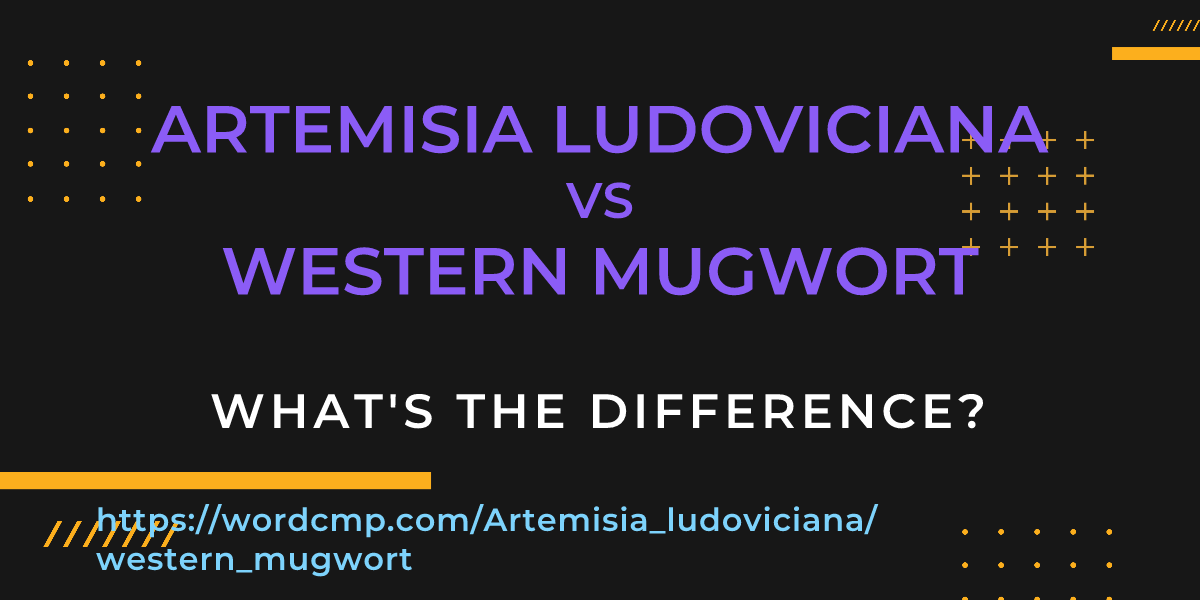 Difference between Artemisia ludoviciana and western mugwort