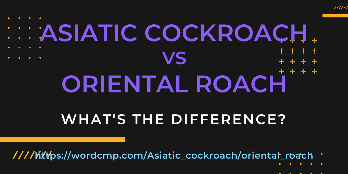 Difference between Asiatic cockroach and oriental roach