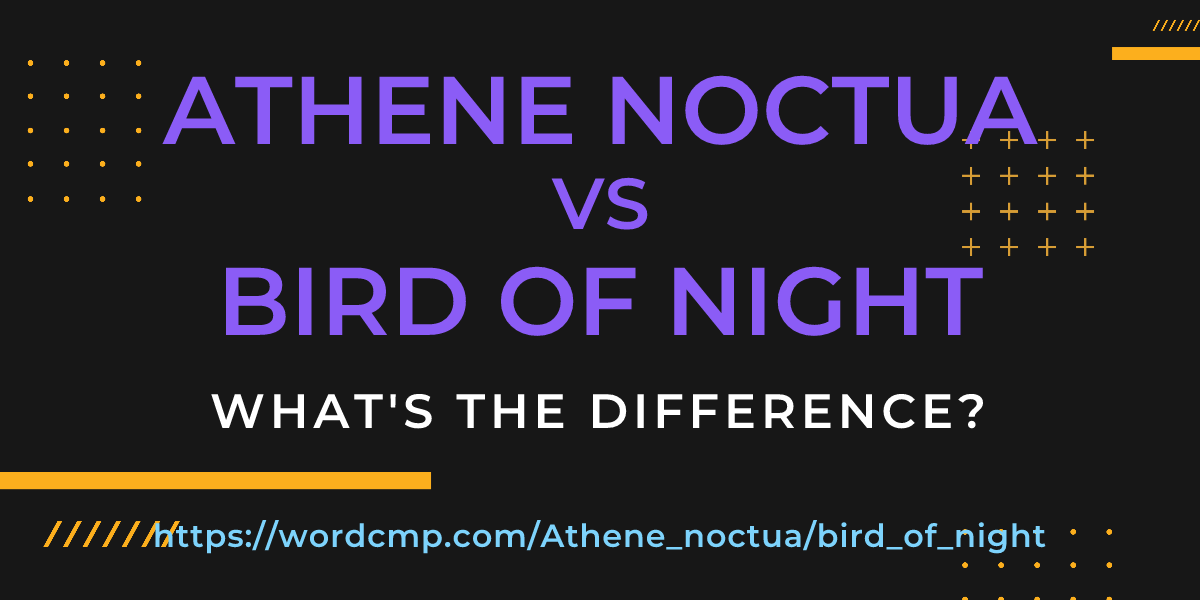 Difference between Athene noctua and bird of night