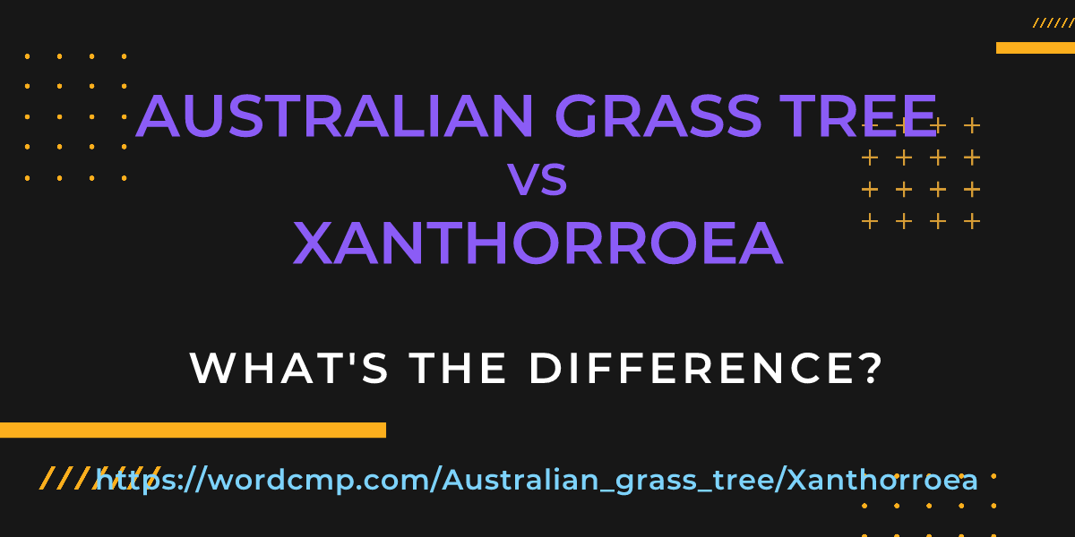 Difference between Australian grass tree and Xanthorroea
