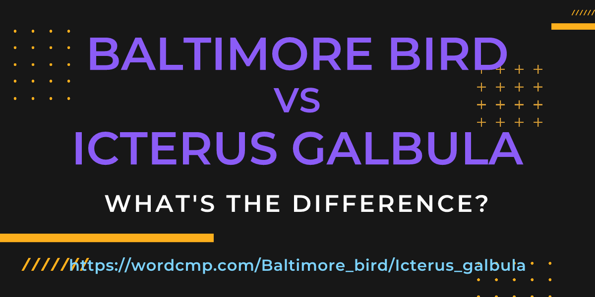 Difference between Baltimore bird and Icterus galbula