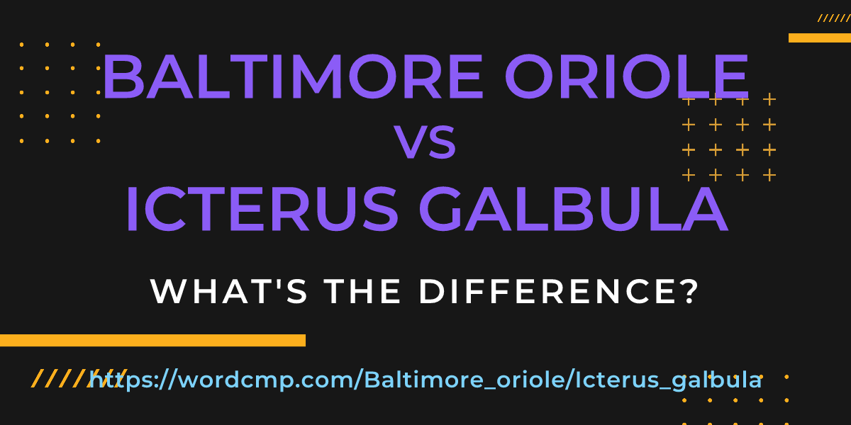 Difference between Baltimore oriole and Icterus galbula