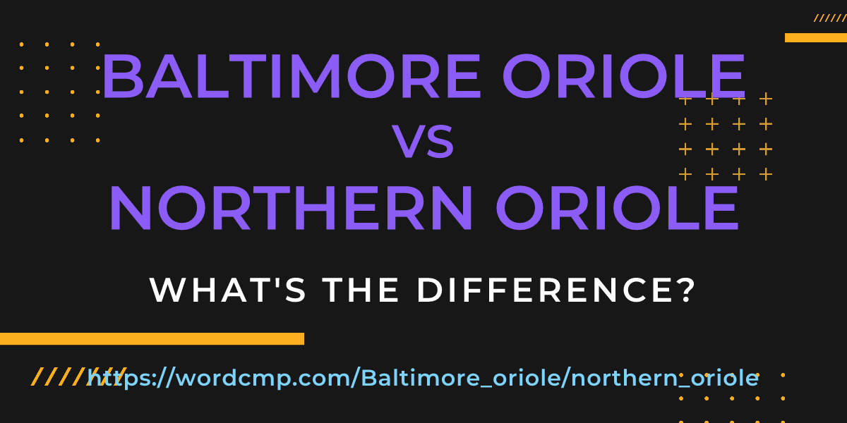 Difference between Baltimore oriole and northern oriole