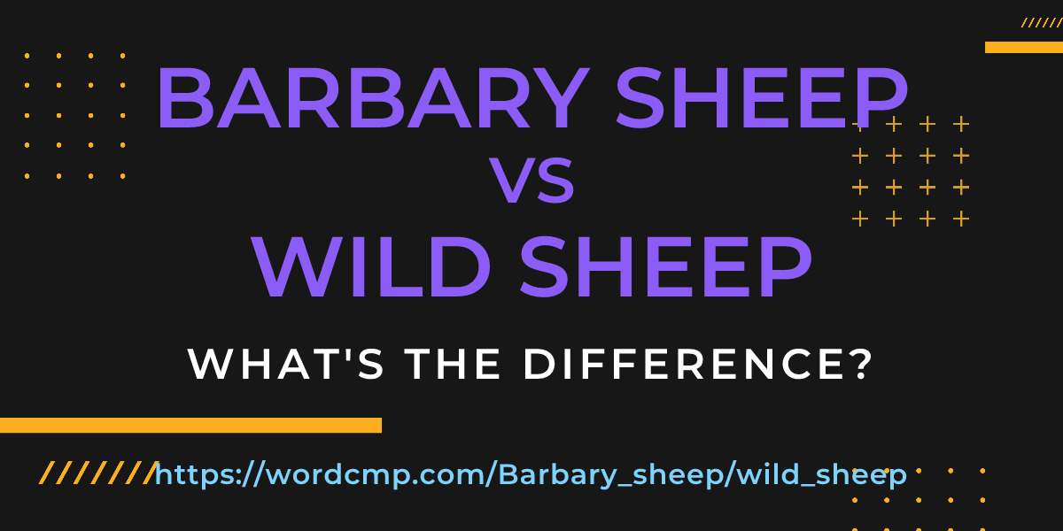 Difference between Barbary sheep and wild sheep