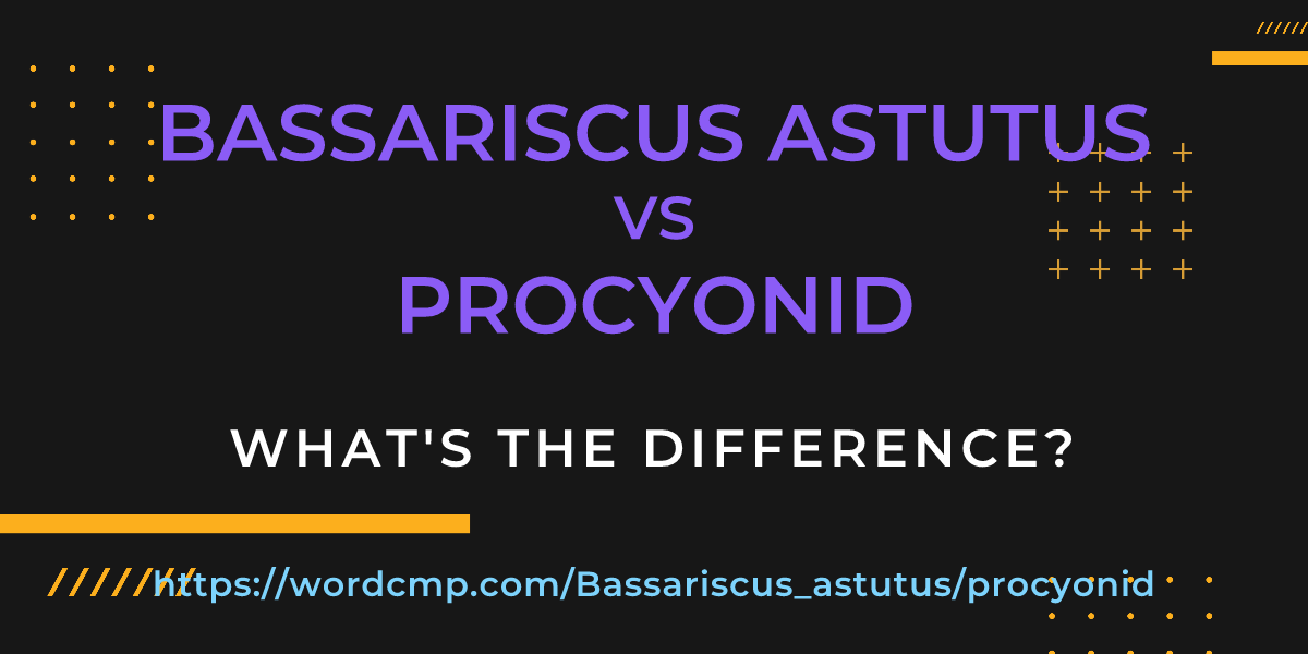 Difference between Bassariscus astutus and procyonid